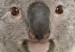 Wall Poster Koala - composition for children with a gray and white Australian mammal 114398 additionalThumb 9