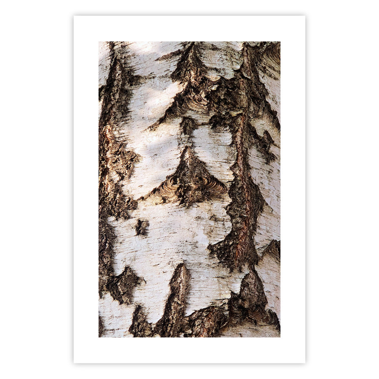 Wall Poster Beautiful Texture - birch tree bark texture in light color 130798 additionalImage 25