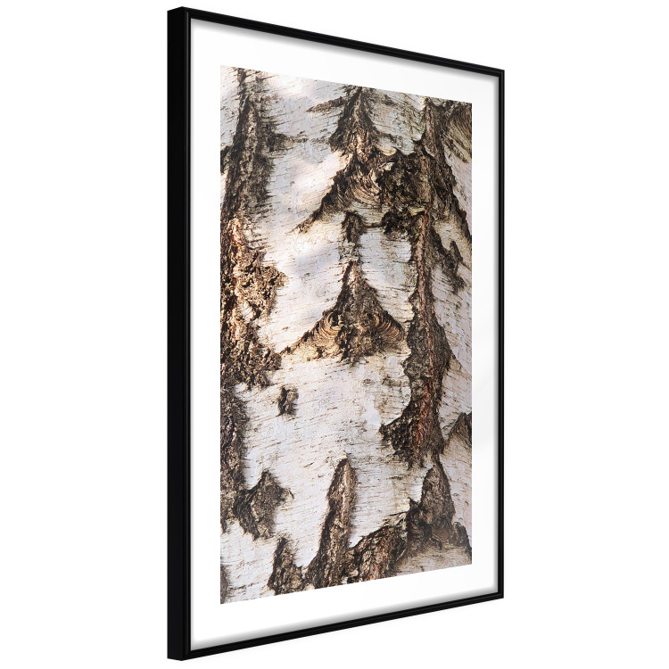 Wall Poster Beautiful Texture - birch tree bark texture in light color 130798 additionalImage 8