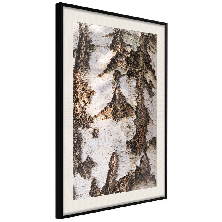 Wall Poster Beautiful Texture - birch tree bark texture in light color 130798 additionalImage 2