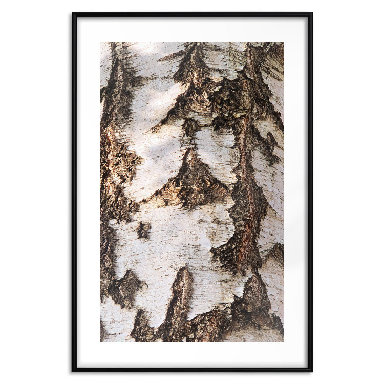 Wall Poster Beautiful Texture - birch tree bark texture in light color 130798 additionalImage 15