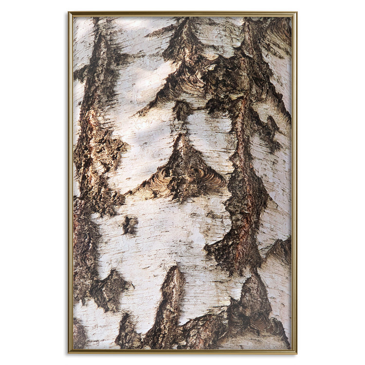 Wall Poster Beautiful Texture - birch tree bark texture in light color 130798 additionalImage 21