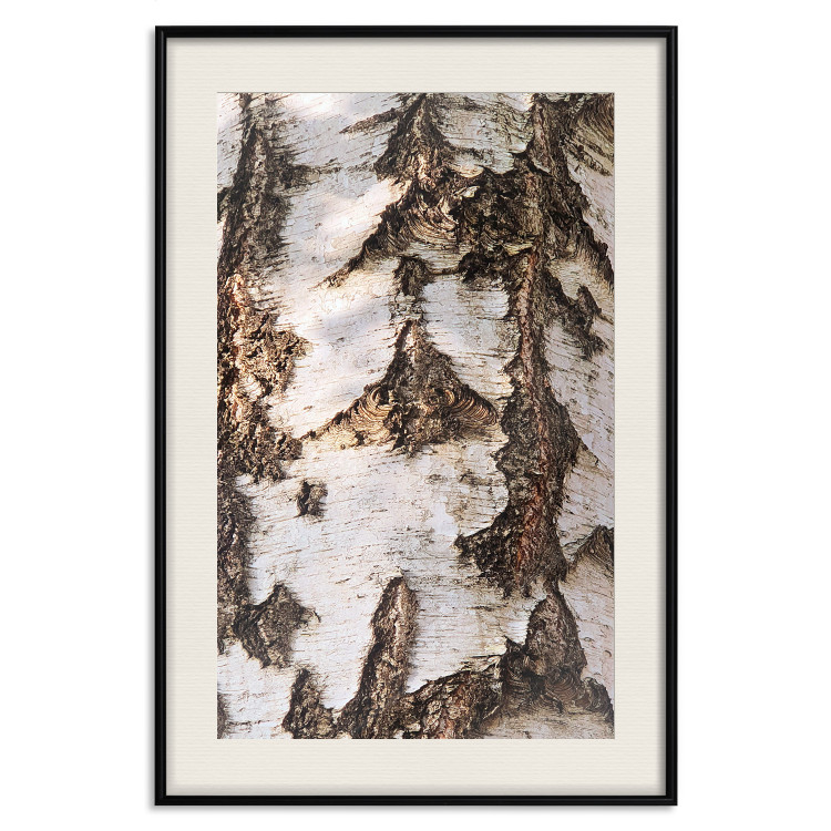 Wall Poster Beautiful Texture - birch tree bark texture in light color 130798 additionalImage 19