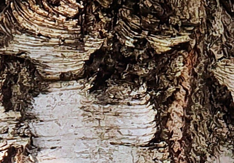 Wall Poster Beautiful Texture - birch tree bark texture in light color 130798 additionalImage 10