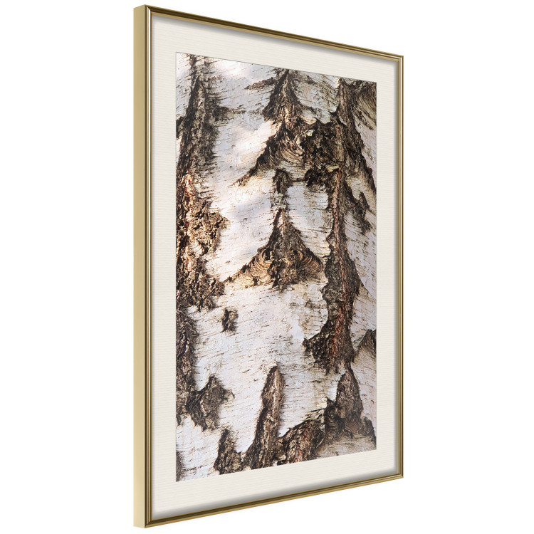Wall Poster Beautiful Texture - birch tree bark texture in light color 130798 additionalImage 3
