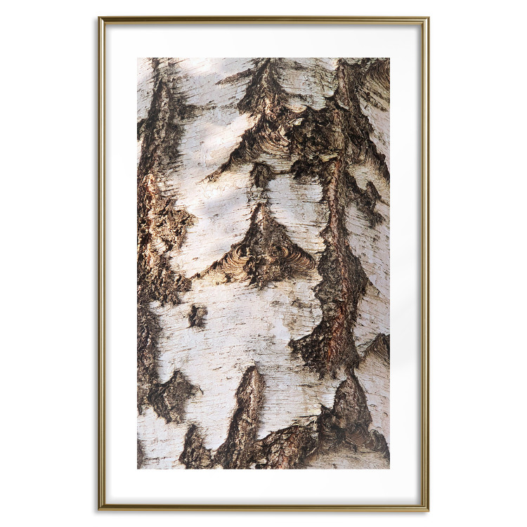 Wall Poster Beautiful Texture - birch tree bark texture in light color 130798 additionalImage 14