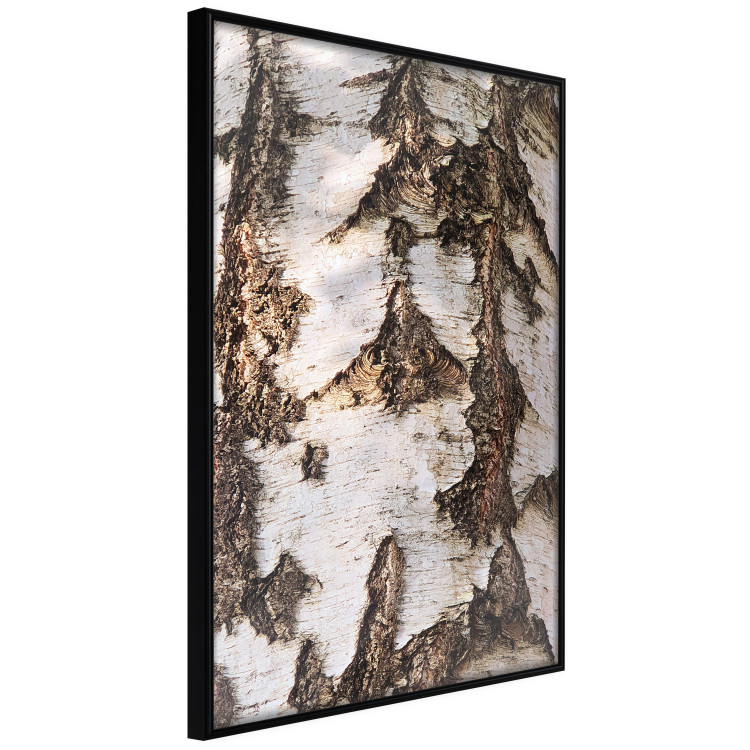 Wall Poster Beautiful Texture - birch tree bark texture in light color 130798 additionalImage 11