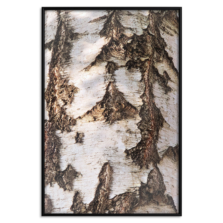 Wall Poster Beautiful Texture - birch tree bark texture in light color 130798 additionalImage 18