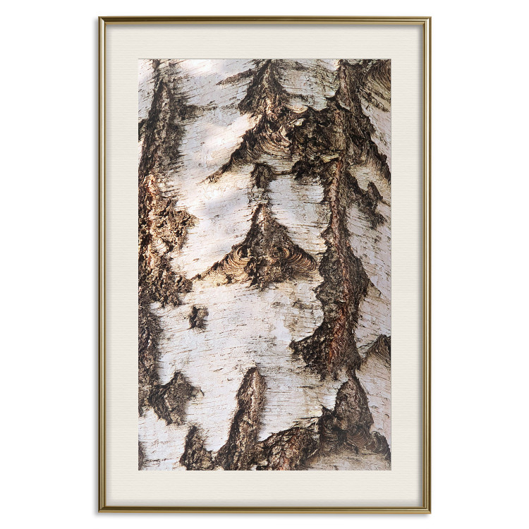 Wall Poster Beautiful Texture - birch tree bark texture in light color 130798 additionalImage 20