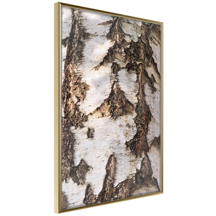 Wall Poster Beautiful Texture - birch tree bark texture in light color 130798 additionalImage 12