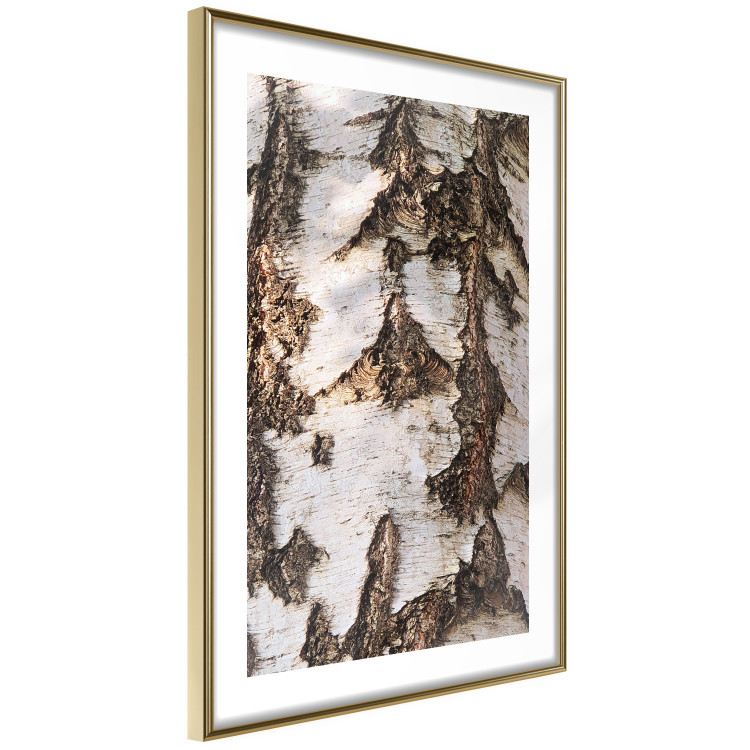 Wall Poster Beautiful Texture - birch tree bark texture in light color 130798 additionalImage 7
