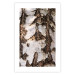 Wall Poster Beautiful Texture - birch tree bark texture in light color 130798 additionalThumb 25
