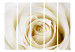 Room Separator Pearl Maze II (5-piece) - composition in delicate rose petals 132998 additionalThumb 3