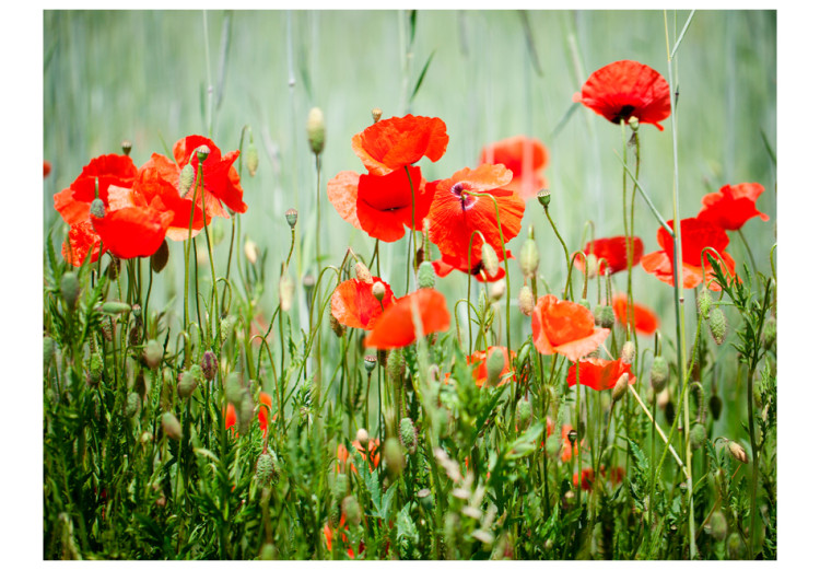 Photo Wallpaper Field of Red Poppies - Meadow Close-up of Flowers with a Blurred Background 60398 additionalImage 1