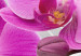 Canvas Art Print Abstract Garden: Pink Orchids 98098 additionalThumb 4