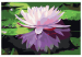 Paint by Number Kit Water Lily 107509 additionalThumb 7