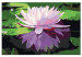 Paint by Number Kit Water Lily 107509 additionalThumb 6