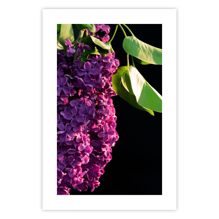 Wall Poster Spring Colors - botanical composition with purple lilac flowers and leaves 121909 additionalImage 18