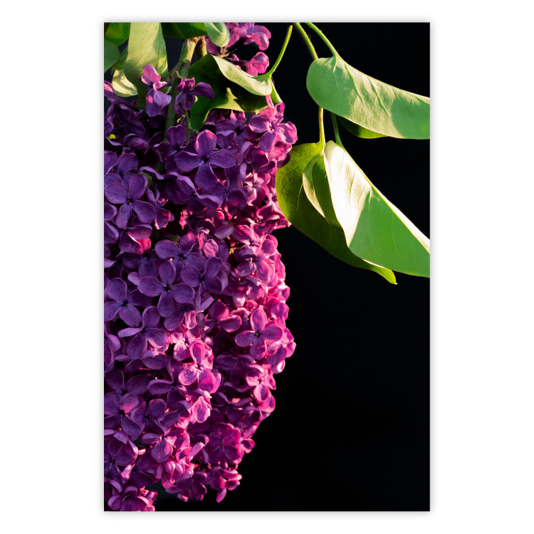 Wall Poster Spring Colors - botanical composition with purple lilac flowers and leaves 121909