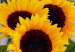Canvas Print Van Gogh's Sunflowers (1 Part) Vertical 124409 additionalThumb 5