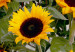 Canvas Print Van Gogh's Sunflowers (1 Part) Vertical 124409 additionalThumb 4