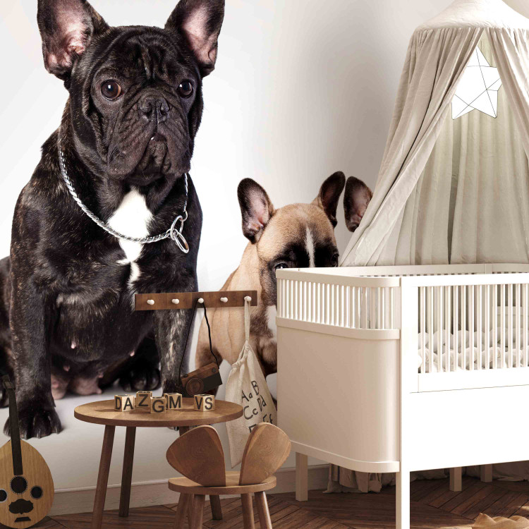 Photo Wallpaper Dog family - children's photograph with French bulldogs 129009 additionalImage 5