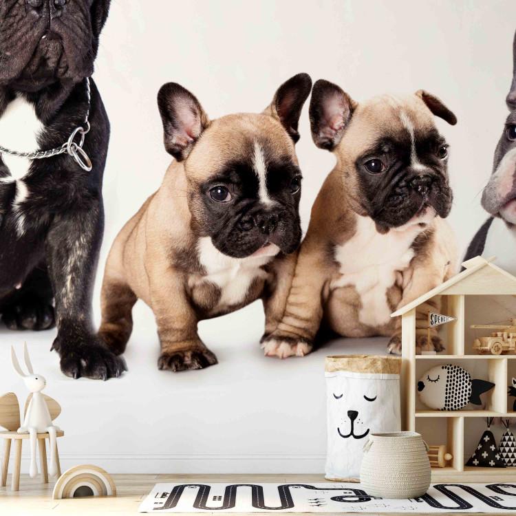 Photo Wallpaper Dog family - children's photograph with French bulldogs 129009 additionalImage 6