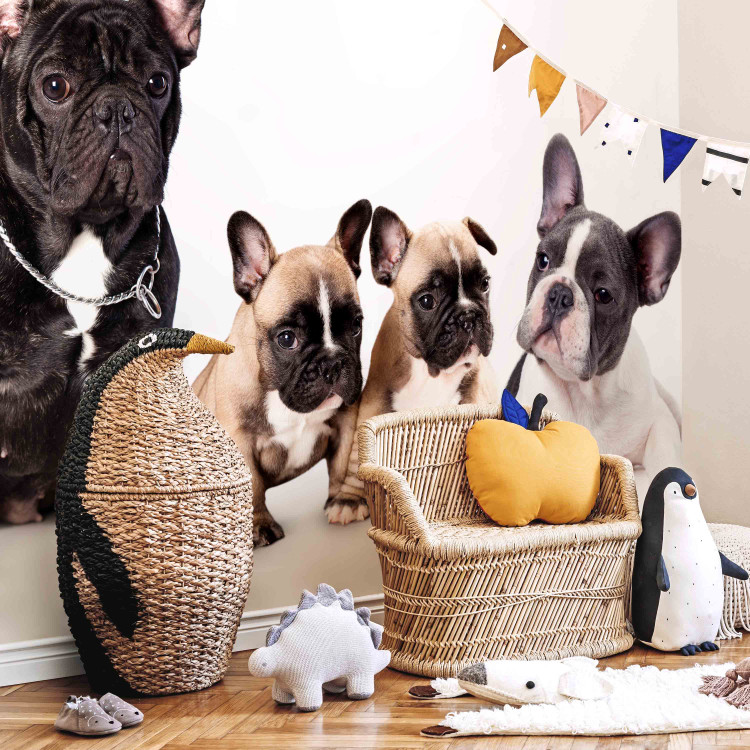 Photo Wallpaper Dog family - children's photograph with French bulldogs 129009 additionalImage 4
