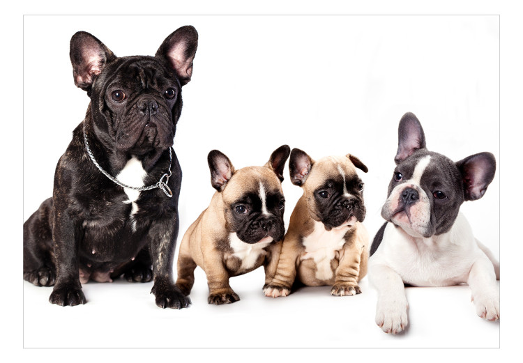Photo Wallpaper Dog family - children's photograph with French bulldogs 129009 additionalImage 1