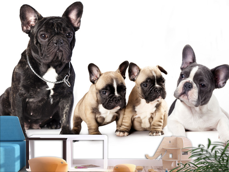 Photo Wallpaper Dog family - children's photograph with French bulldogs 129009