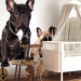 Photo Wallpaper Dog family - children's photograph with French bulldogs 129009 additionalThumb 5