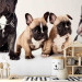 Photo Wallpaper Dog family - children's photograph with French bulldogs 129009 additionalThumb 6
