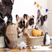 Photo Wallpaper Dog family - children's photograph with French bulldogs 129009 additionalThumb 4