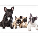 Photo Wallpaper Dog family - children's photograph with French bulldogs 129009 additionalThumb 3