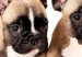 Photo Wallpaper Dog family - children's photograph with French bulldogs 129009 additionalThumb 8