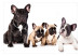 Photo Wallpaper Dog family - children's photograph with French bulldogs 129009 additionalThumb 1