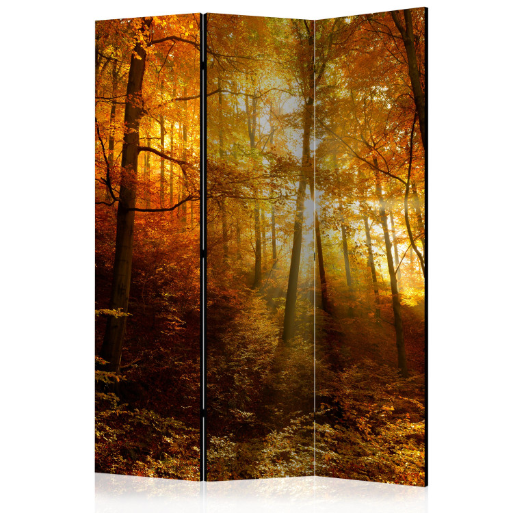 Room Divider Screen Autumn Illumination - forest landscape with the glow of sunlight 134109
