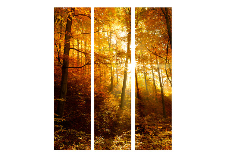 Room Divider Screen Autumn Illumination - forest landscape with the glow of sunlight 134109 additionalImage 3