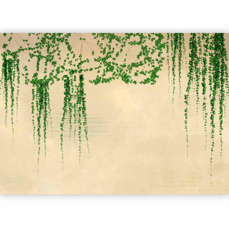 Wall Mural Ivy on the wall - green vines on a beige brick old wall 144509 additionalImage 5