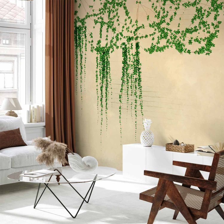 Wall Mural Ivy on the wall - green vines on a beige brick old wall 144509
