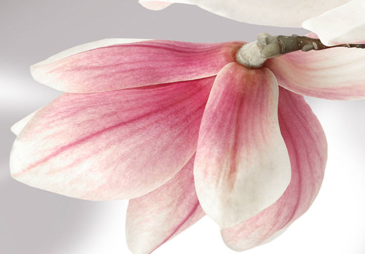 Large canvas print Glitter of the Magnolia Flower II [Large Format] 150809 additionalImage 3