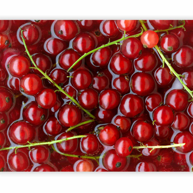 Wall Mural Fruit Flavours - Red Currants with Branches Submerged in Water 59809 additionalImage 1