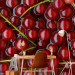 Wall Mural Fruit Flavours - Red Currants with Branches Submerged in Water 59809 additionalThumb 4