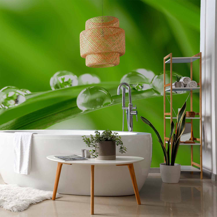 Wall Mural Water drops on a blade of grass 59909 additionalImage 8