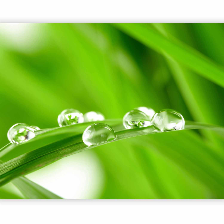 Wall Mural Water drops on a blade of grass 59909 additionalImage 1