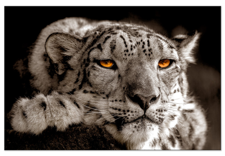 Canvas Print Magic Eyes (1-part) Wide - Predatory Cat in Gray Motif 108219