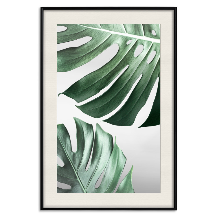 Poster Monstera Leaves - composition with green tropical plants on a white background 117119 additionalImage 18