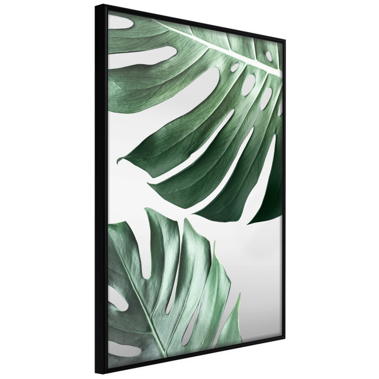 Poster Monstera Leaves - composition with green tropical plants on a white background 117119 additionalImage 10