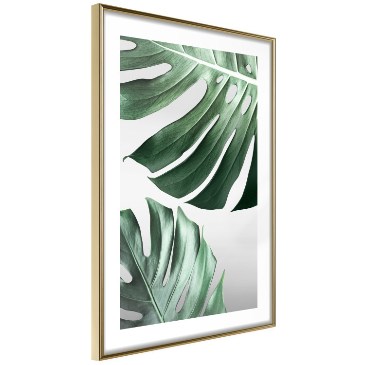 Poster Monstera Leaves - composition with green tropical plants on a white background 117119 additionalImage 8