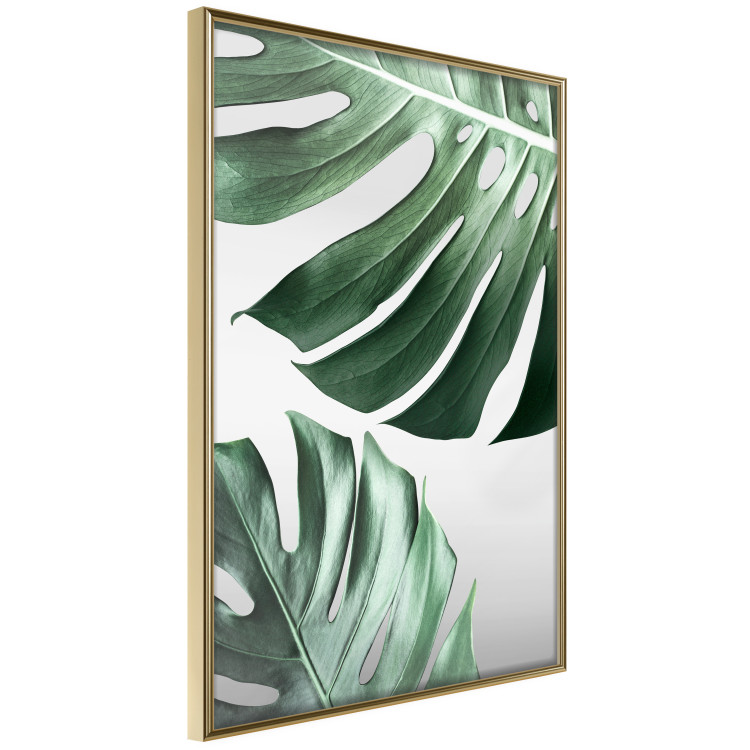 Poster Monstera Leaves - composition with green tropical plants on a white background 117119 additionalImage 12